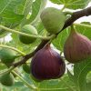 God’s superfruit FIGS can fight warts, staph infections and cancer – NaturalNews.com