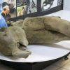 Remains of ‘remarkably well preserved’ baby mammoth unveiled by scientists | Science, Climate & Tech News